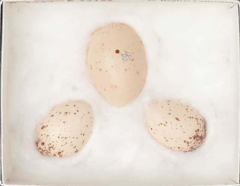 Three eggs, one much lager and less speckled than the other.