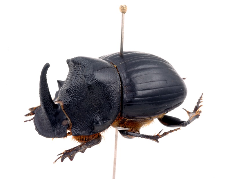 A pinned beetle specimen that is very dark brown and has a prominent, pointed horn.