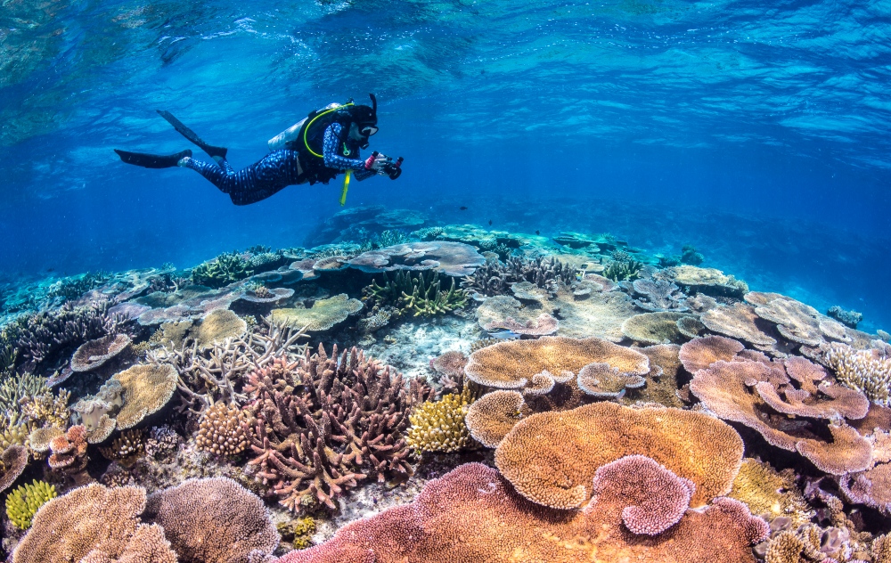 Reeflections: Surveying residents of the Great Barrier Reef - CSIRO