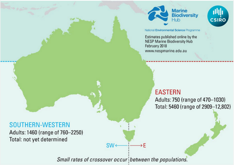 Map of Australia showing information on the small rates of crossover between populations of white sharks between Eastern and South-Western Australia. 