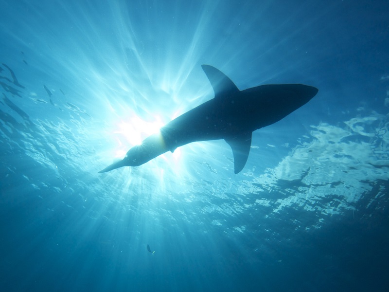 Great white shark swimming in the water.