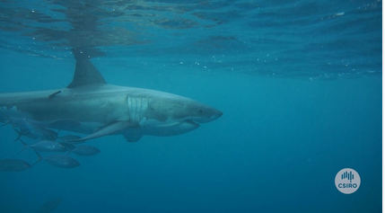 A white shark swimming with a research tag.