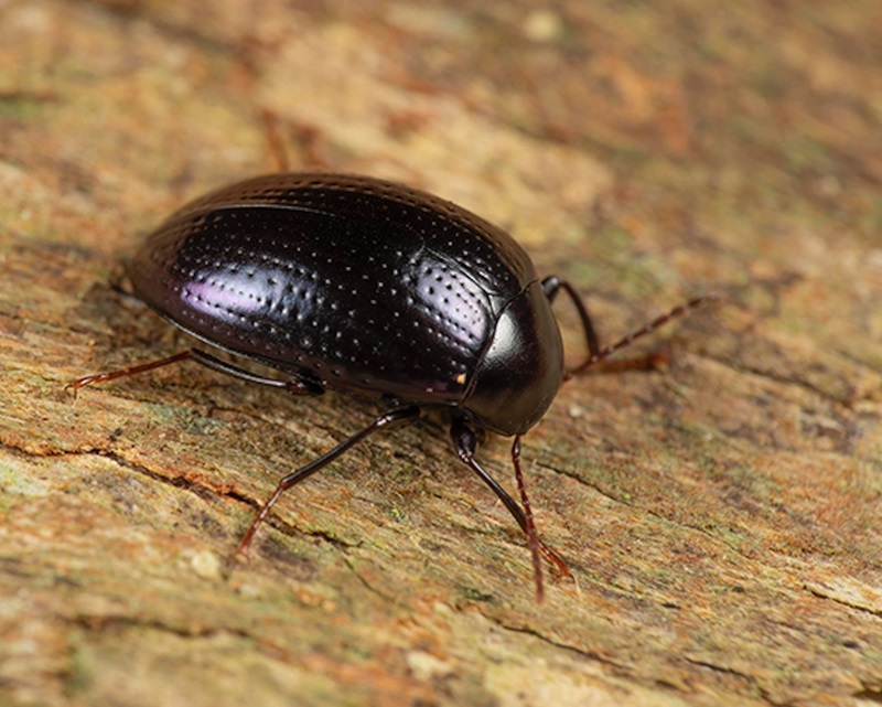 A shiny dark brown beetle sitting on a tree trunk