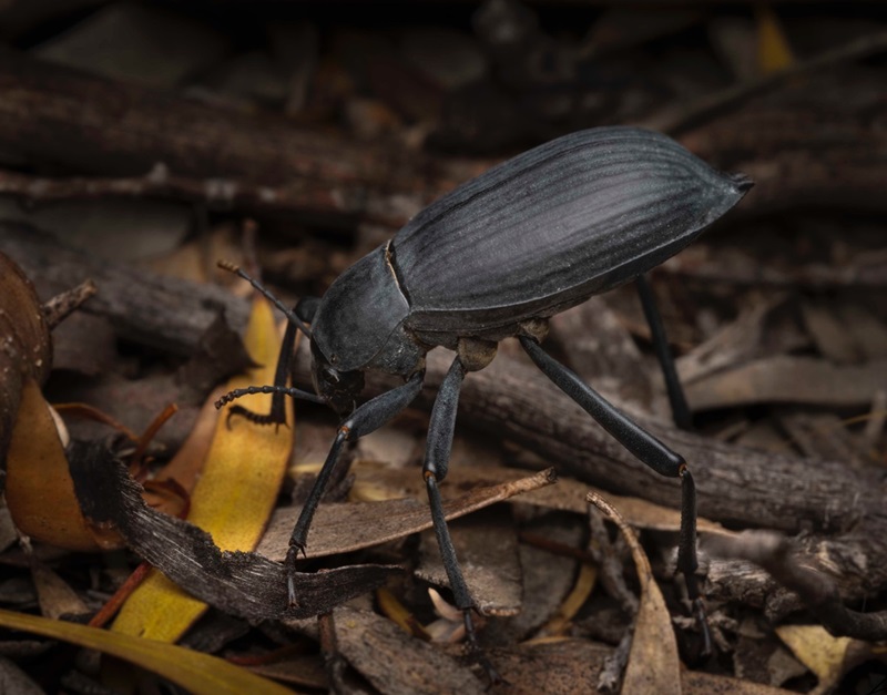 A dark beetle doing a headstand while standing on dark coloured leaf litter.