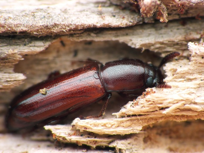 A long, thin brown beetle inside a tunnel within wood