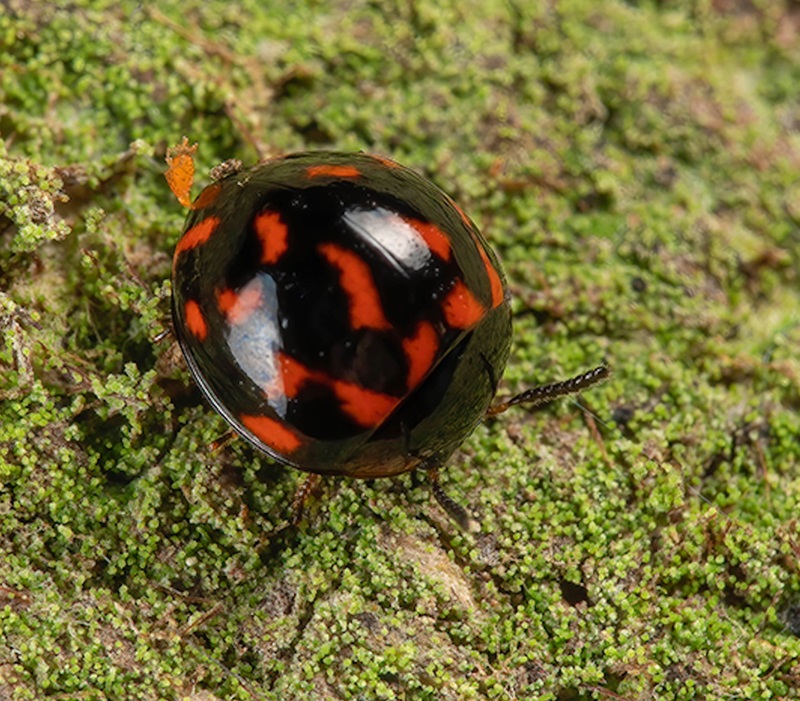 A beetle that resembles a ladybird on a bed of moss