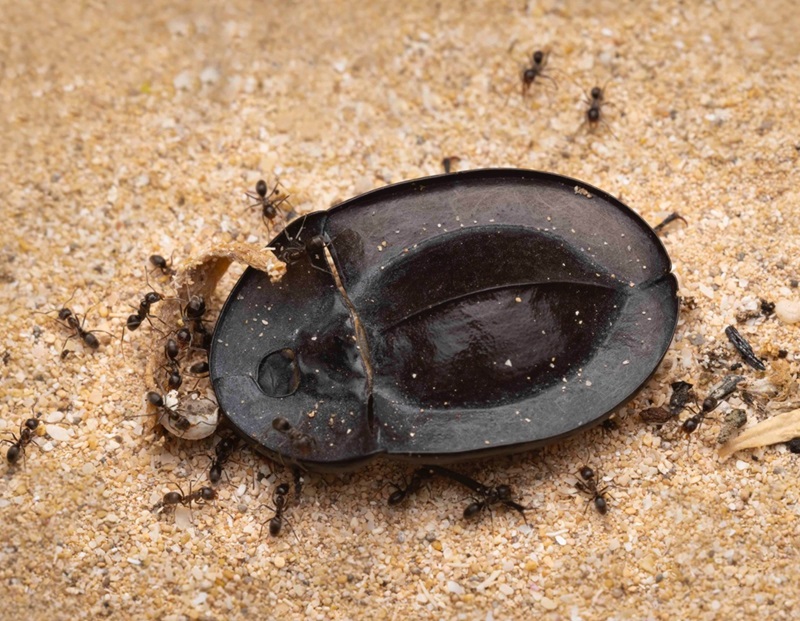 A beetle shaped like a pie dish surround by a few dozen ants