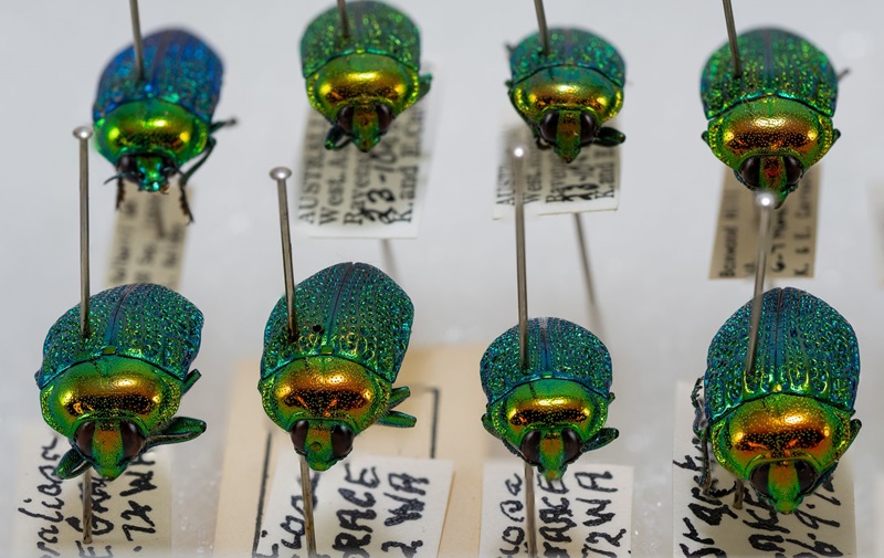 An arrangement of pinned, iridescent beetles with vivid green and gold metallic exoskeletons displayed on a white background with labeled tags.