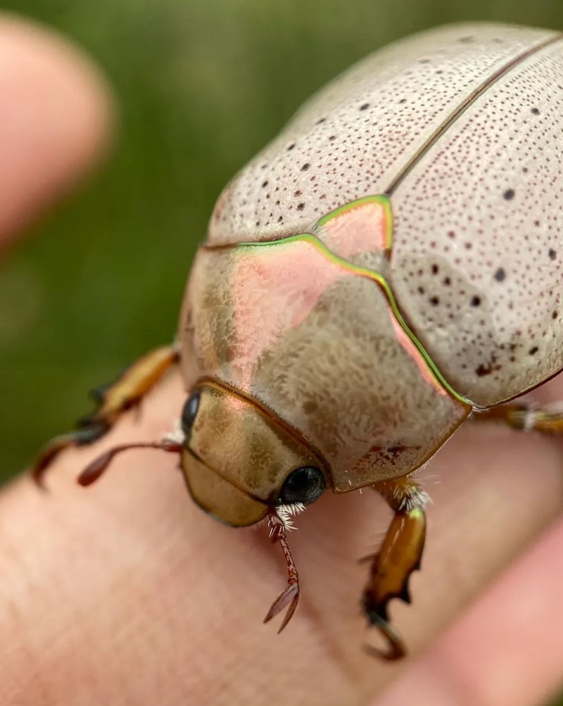 A close-up of a Christmas beetle with a shiny, beige-pink shell and fine black speckles, perched on a person's fingertip.