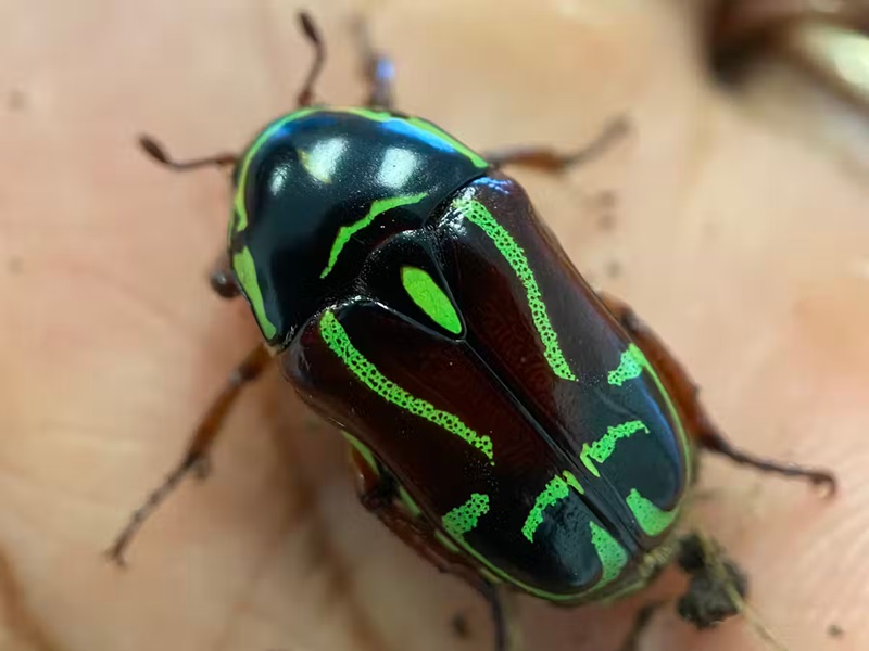 A close up of a black and green beetle on a hand