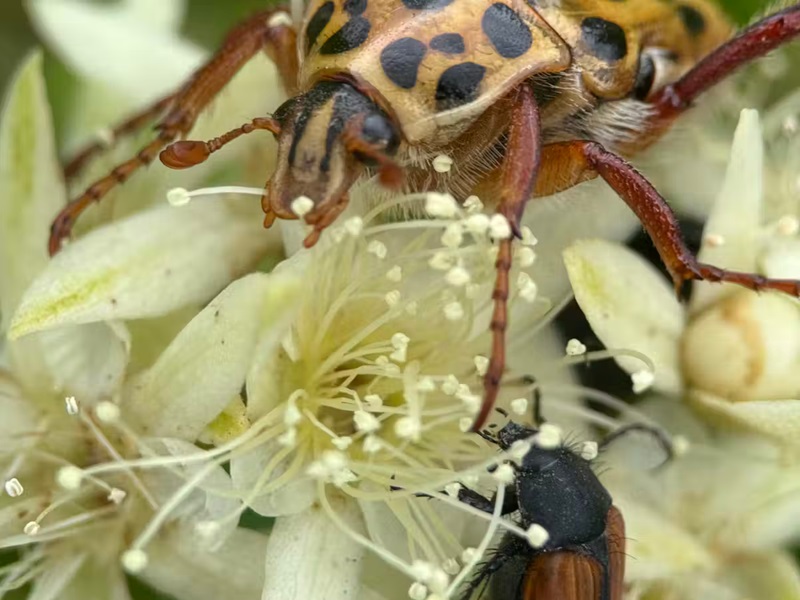 A close-up of two beetles on a cluster of white flowers, with one beetle featuring a spotted tan shell and the other a dark body.