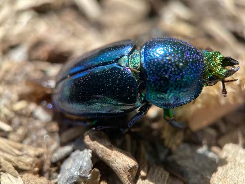 A close-up of a vibrant, iridescent beetle with shades of blue, green, and gold on a background of wood chips.