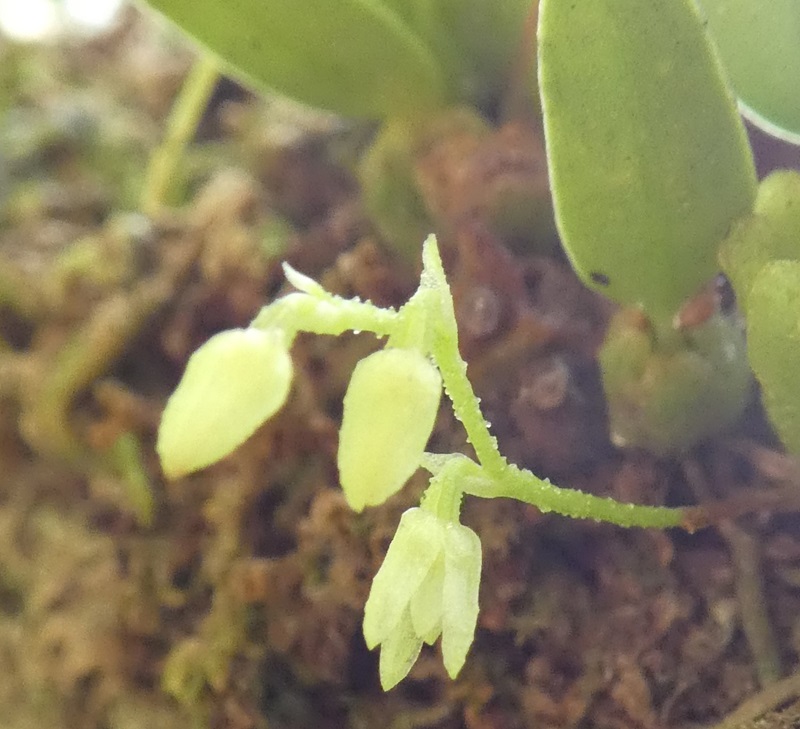 Three tiny pale green flowers beside the thick leaves of an orchid.