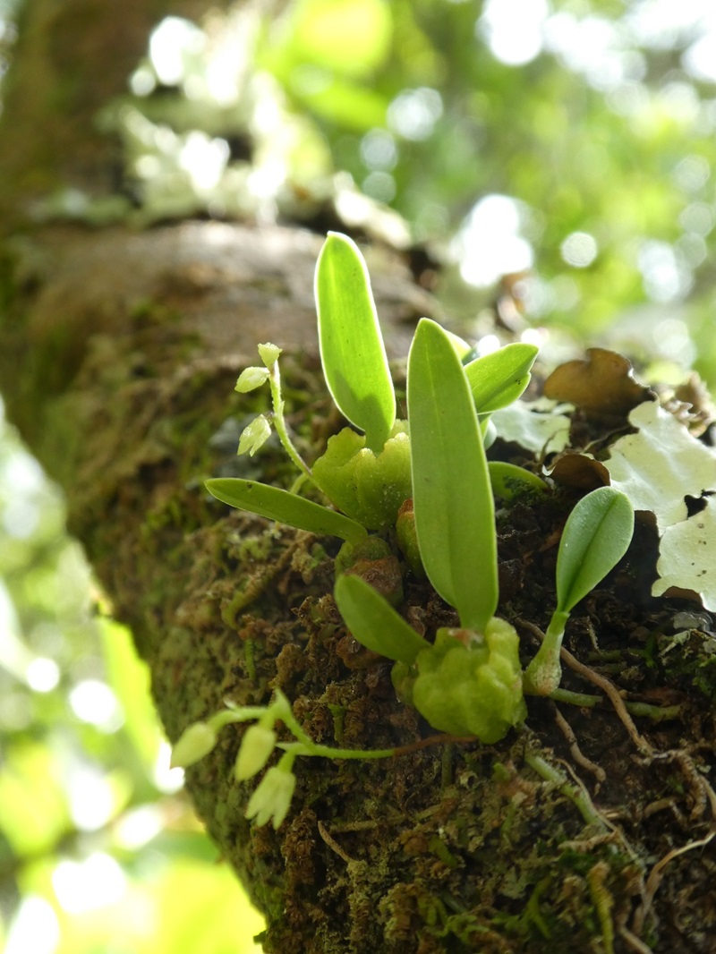 A small green orchid with a cupcake-like base growing on a branch