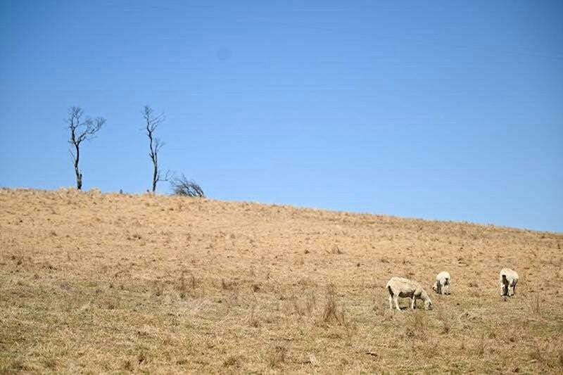 Sheep graze in a dry field.