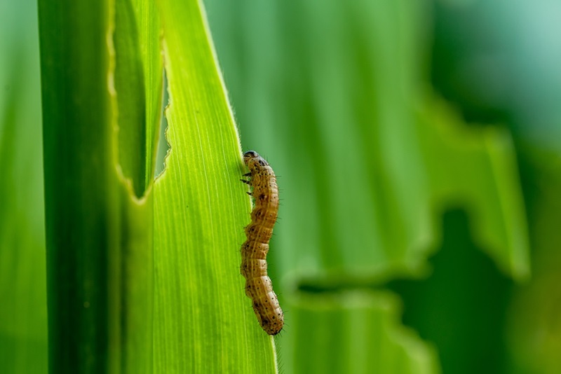 A small banded brown Fall Armyworm catterpillar on a maize leaf.