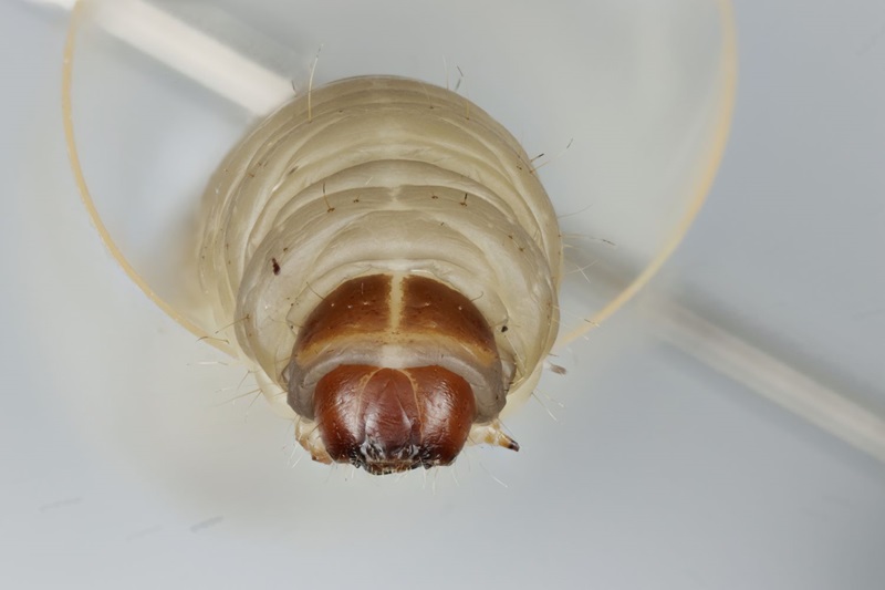 Close up of the front end of a white Greater Wax Moth larvae showing brown mouthparts