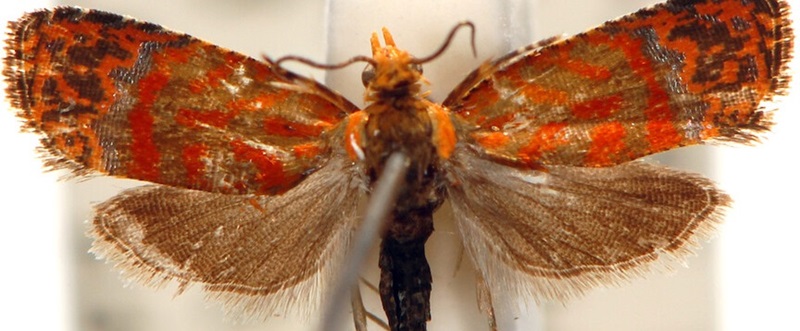 Close up of a <em>Loboschiza martia</em>moth with red and orange wing markings 