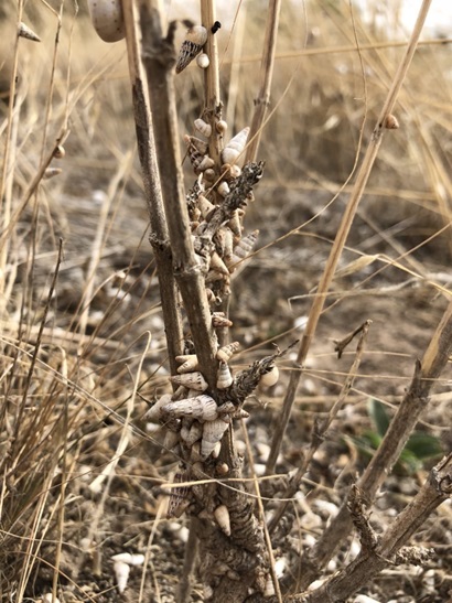 Close up of invasive white conical snail species on plant stems in the field. They contaminate grain crops and can affect harvesters.