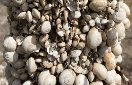 Close up of conical and globular invasive white snail species o a post in the field