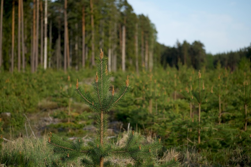 A pine forest in the background and young trees in the foreground.