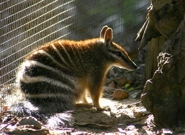 A picture of the Australian Numbat. Genetic data is helping inform current and future management of the numbat. 