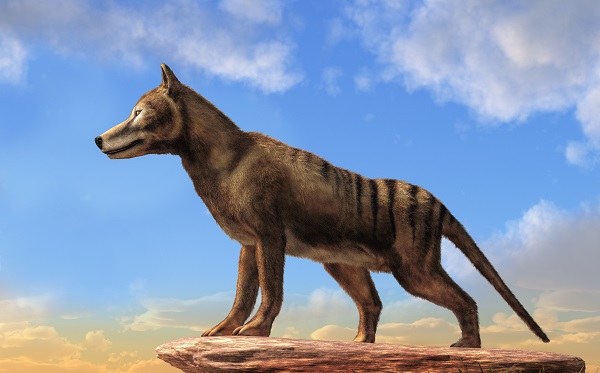 A computer image of the Tasmanian Tiger. The tiger was a carnivorous marsupial native to Tasmania, Australia. Now extinct, the last known died in 1936 in Tasmania. Image By Shutterstock.