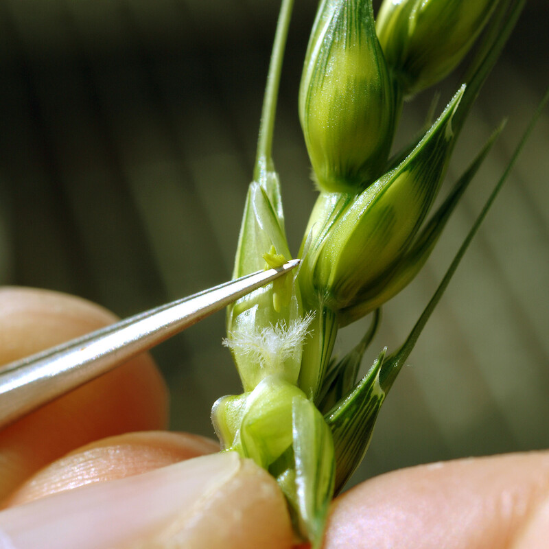 Head of wheat showing flowering parts