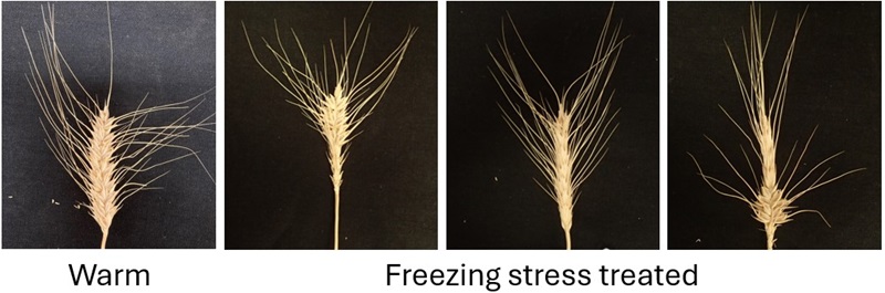 Four images: wheat spike grown in warm with full spike head compared to three with diminshed spikes and seed following exposure to freezing