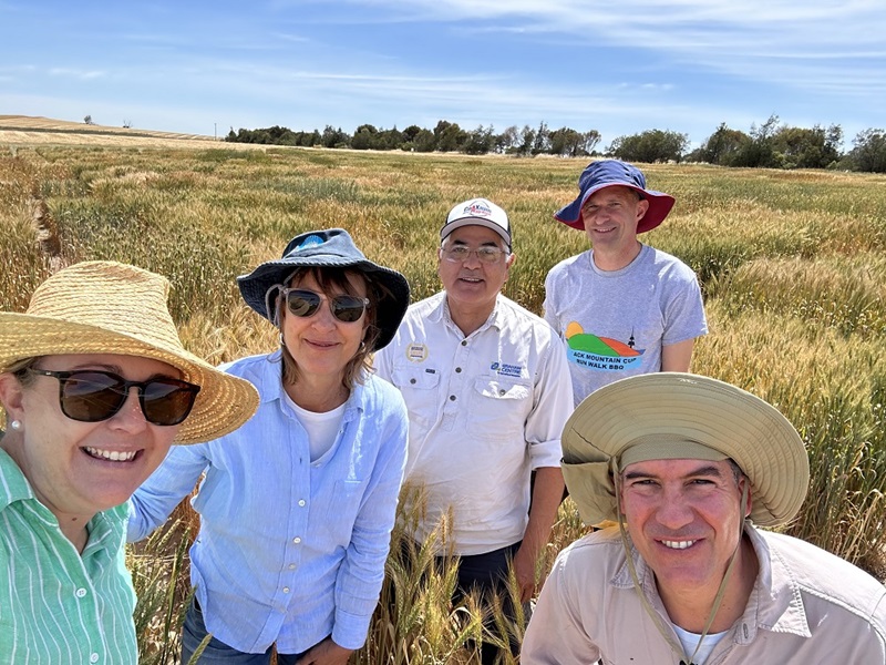 Four smiling people wearing sun hats standing in a wheat field