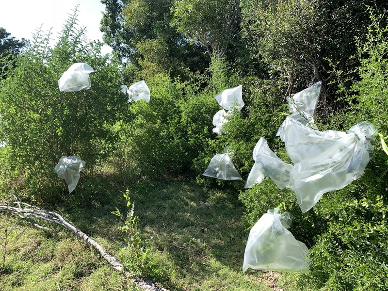 African Boxthorn bushes with plastic bags covering sites where the rust fungus biocontrol agent has been sprayed onto the leaves to encourage germination.