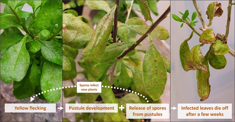 Close up of leaves of African Boxthorn plant showing effects of biocontrol rust fungus and stages of fungus cycle