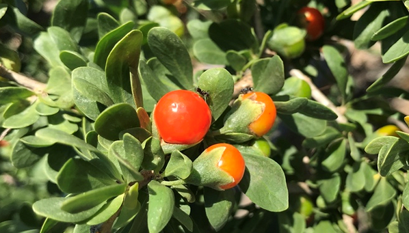 Close up of African Boxthorn plant with red berries