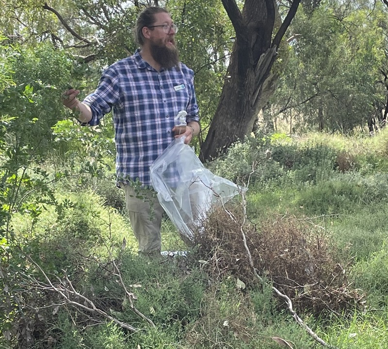 Dr Ben Gooden in the field demonstrating how to apply the rust fungus to an African Boxthorn plant and cover the infection site with a protective plastic bag.
