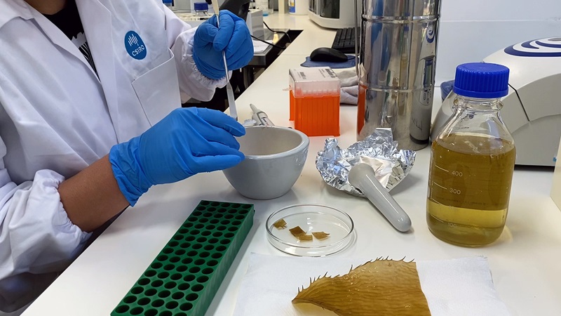 Close up a person in a lab coat and blue gloves working at a lab bunch with small cuttings of the blades of Giant Kelp.