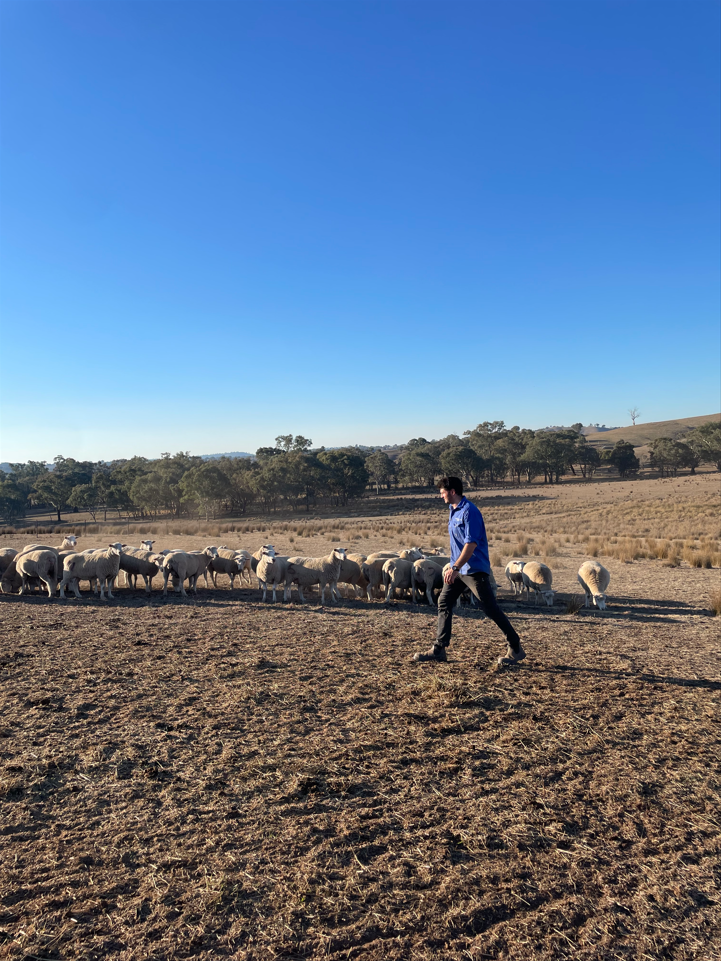 Tom Keogh walking in sheep paddock