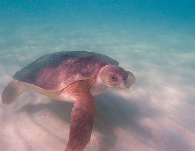 Flatback Marine Turtle (Natator depressus), photo credit: Tim Karnasuta