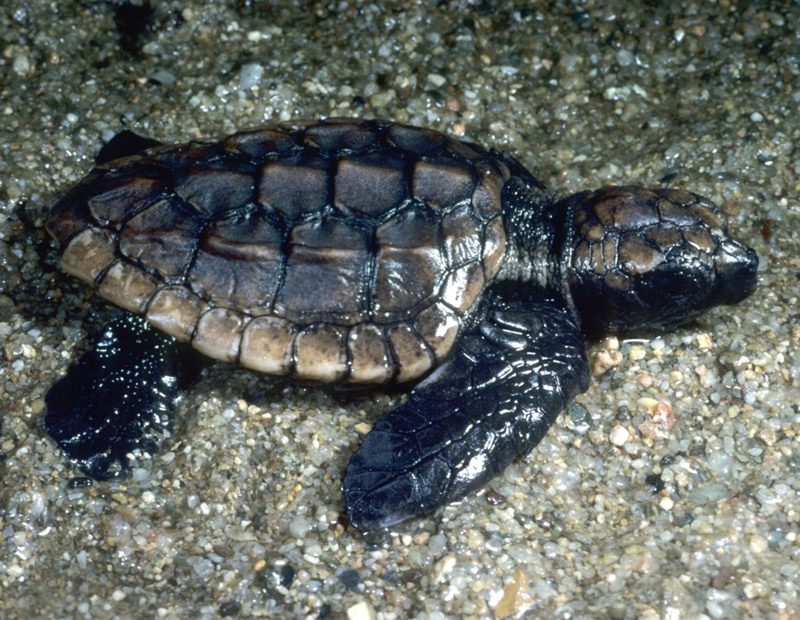 A juvenile Loggerhead Turtle (Caretta caretta) photographed in Queensland, 1979, by John Wombey.