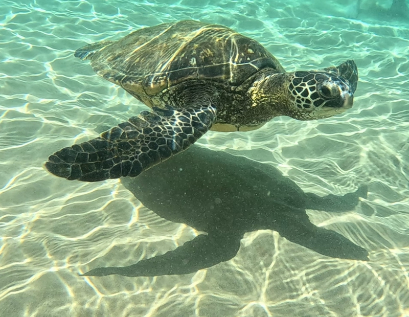 Green Sea Turtle (<em>Chelonia mydas</em>). Photo credit: Olivier Niederhauser
