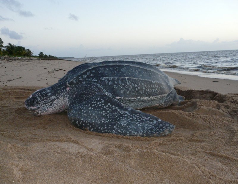 Leatherback Marine Turtle (Dermochelys coriacea). Photo credit: Julien Renoult https://www.inaturalist.org/observations/9522639