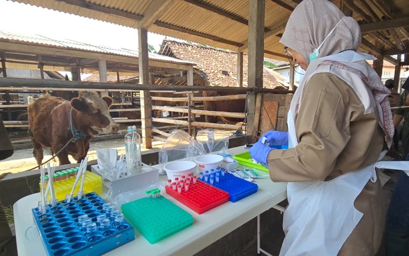 A person wearing Personal protective equipment including an apron, gloves and glasses is standing in front of a table with several trays of collecting tubes. A cow in a shed is standing in the background.