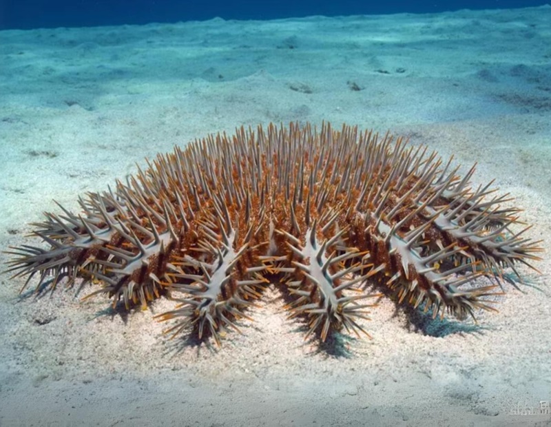 Crown-of-thorns Starfish, Great Barrier Reef