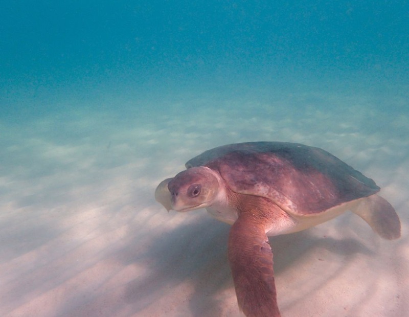 A Flatback Turtle (Natator depressus) swimming in shallow sandy waters.