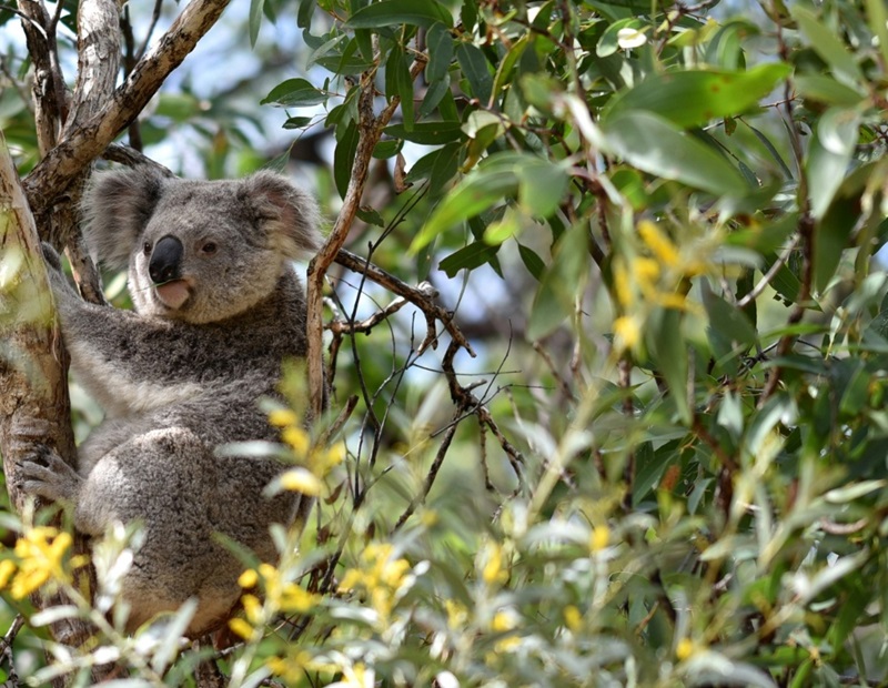 A Koala (Phascolarctos cinereus) hangs in a green tree. 