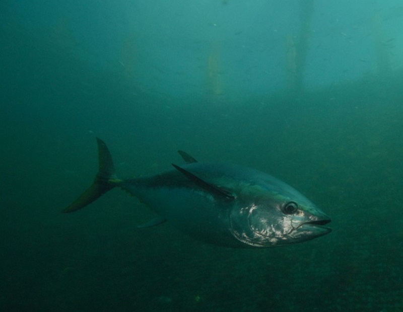 Southern Bluefin Tuna (Thunnus maccoyii). Image credit David Spencer Muirhead, via iNaturalist.