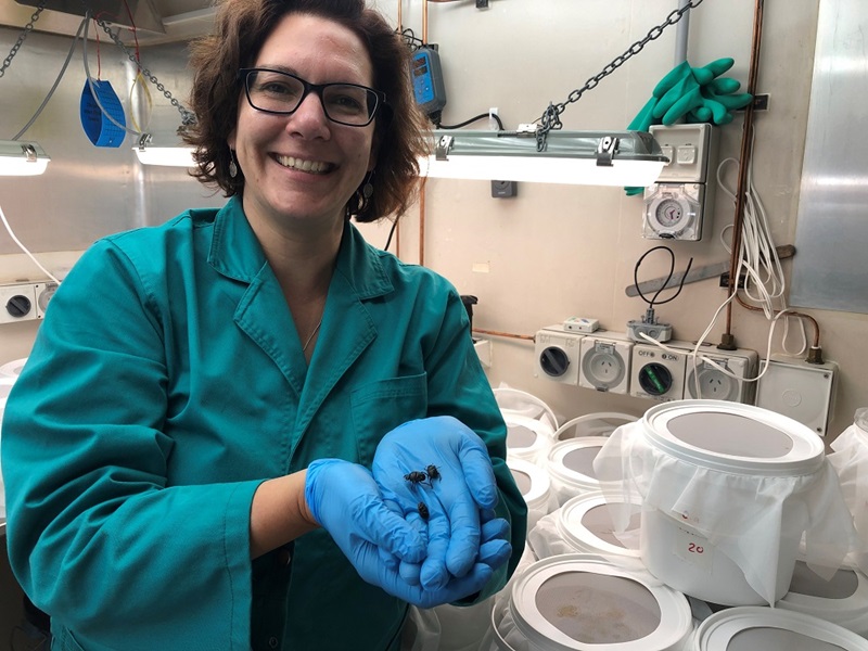Dr Valerie Caron in teal lab coat holding small dung beetles in quarantine laboratory