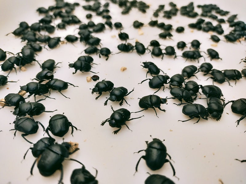A big group of black dung beetles <em>Gymnopleurus sturmi</em>