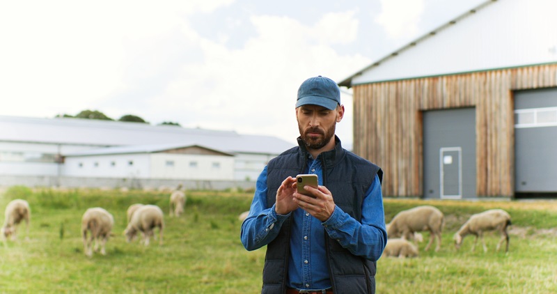 Farmer checking his phone in front of sheep and shed at a farm. 