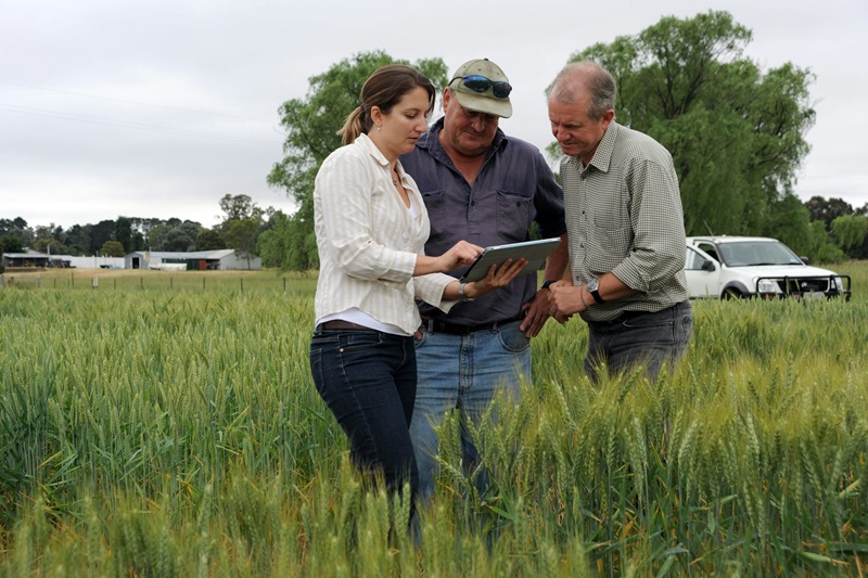 Farmers looking together at climate projections on a tablet in some long grass. 
