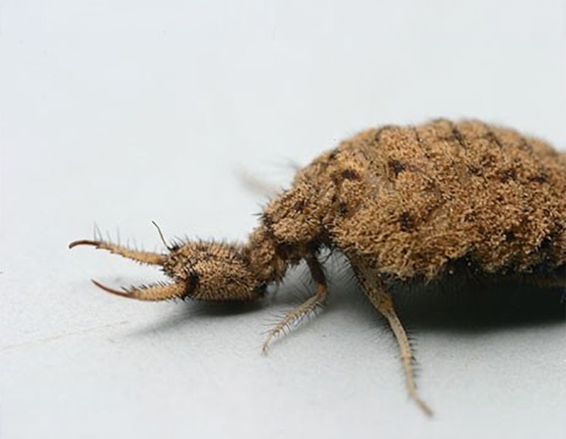 Antlion (Myrmeleontidae) larva
